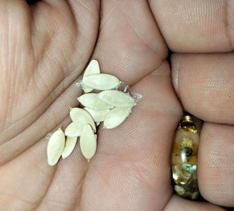 Cucumber Lemon (10 Seeds)