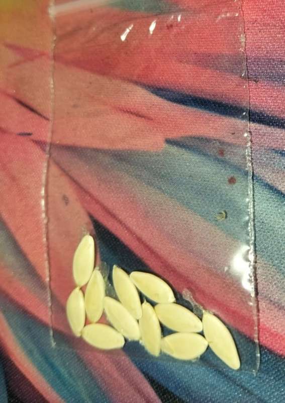 Cucumber Lemon (10 Seeds)