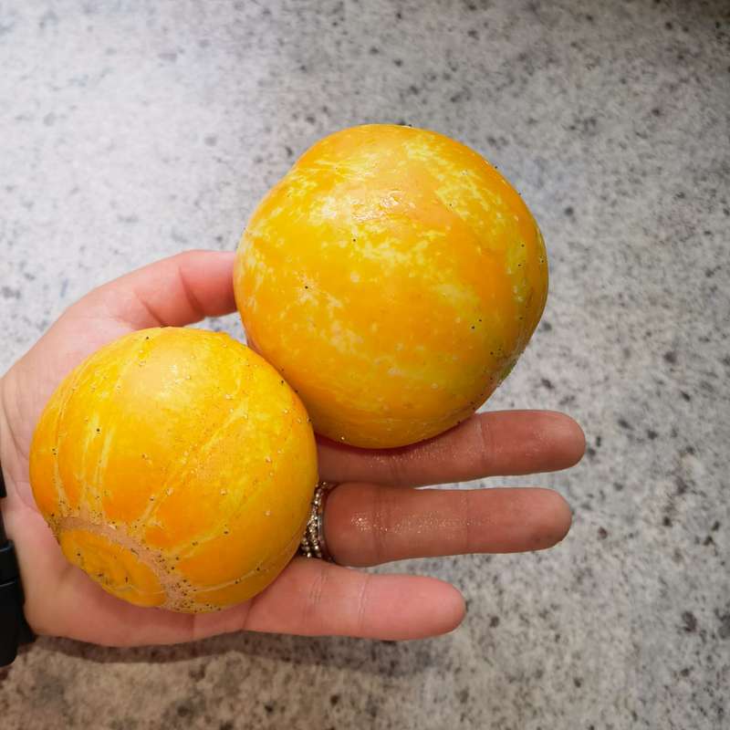 Cucumber Lemon (10 Seeds)