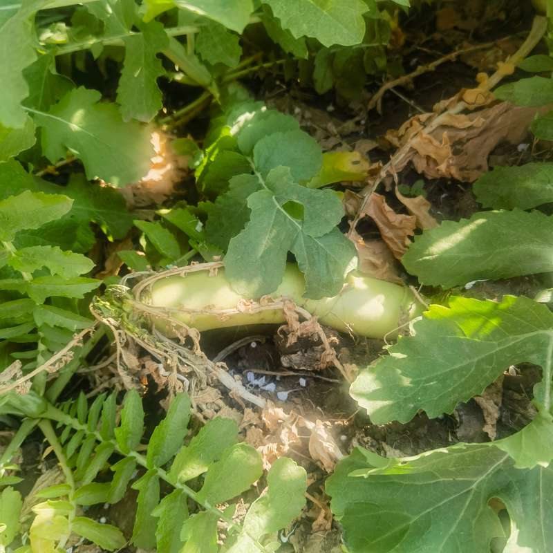 Radish Daikon Organic - 20 Seeds