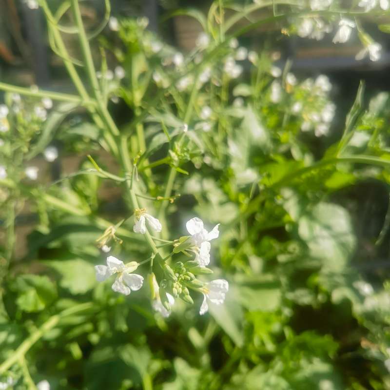 Radish Daikon Organic - 20 Seeds