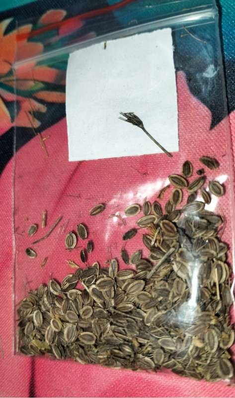Dill Slowbolt (2.5ml Seeds)