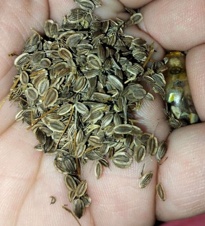 Dill Slowbolt (2.5ml Seeds)