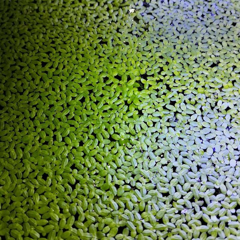 Duck Weed Live Plants (+-100)