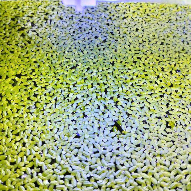 Duck Weed Live Plants (+-100)