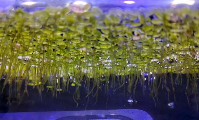 Duck Weed Live Plants (+-100)
