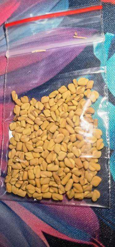 Fenugreek (2.5ml Seeds)