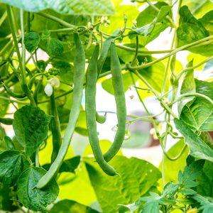 French Haricot Runner Bean (50 Seeds)