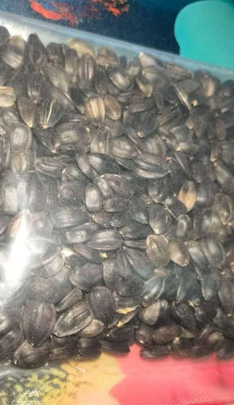 Giant Black Nigerian Oil Seed Sunflower Organic Bulk (120ml +- 500 Seeds)
