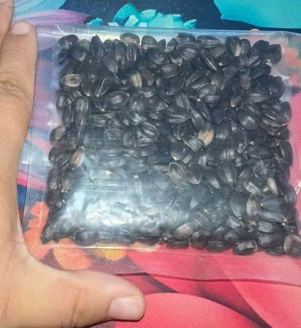 Giant Black Nigerian Oil Seed Sunflower Organic Bulk (120ml +- 500 Seeds)
