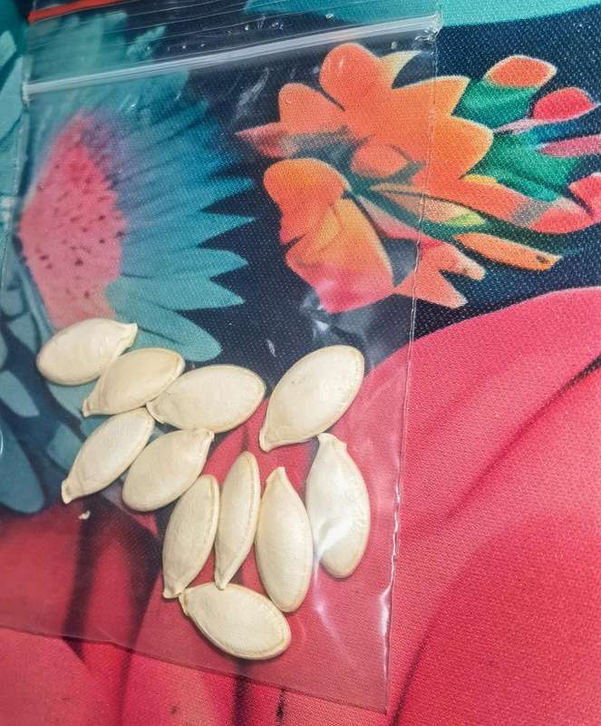Giant Pumpkin White Seeded (10 Seeds) - Limited Stock