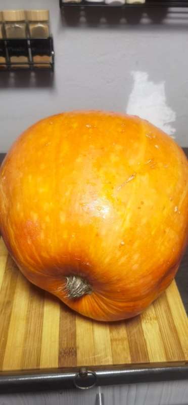 Giant Pumpkin White Seeded (10 Seeds) - Limited Stock