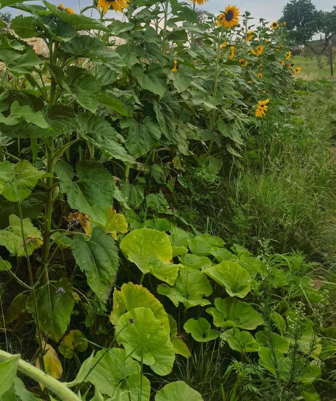Giant Pumpkin White Seeded (10 Seeds) - Limited Stock