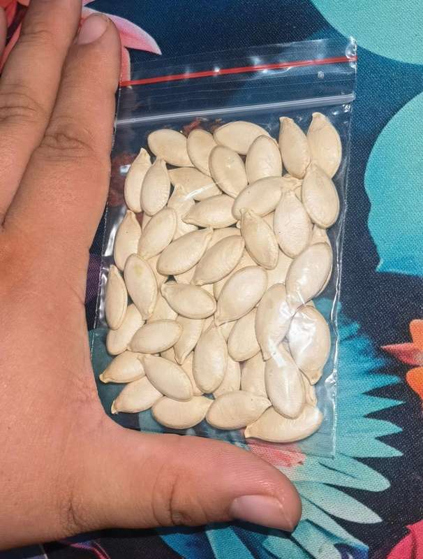 Giant Pumpkin White Seeded (50 Seeds) - Limited Stock