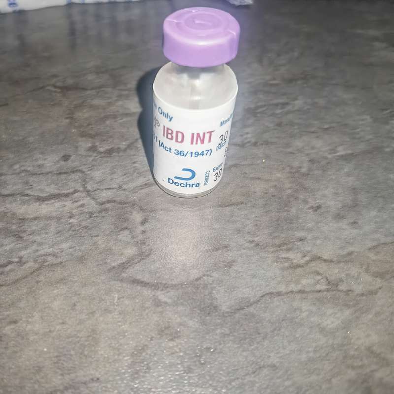 Avieshield Vaccine IBD INT (1000 Dose)