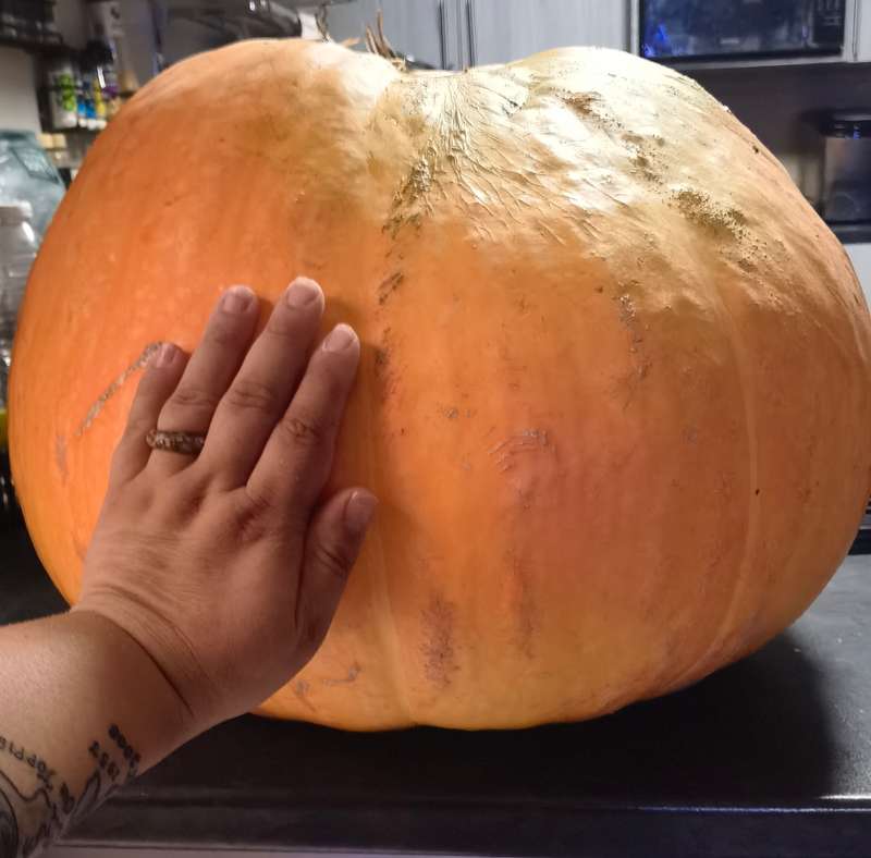 Giant Atlantic Pumpkin Seeds Organic (10 Seeds)