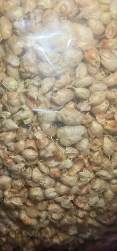 Grass Briza Maxima Rattlesnake (5ml Seeds)