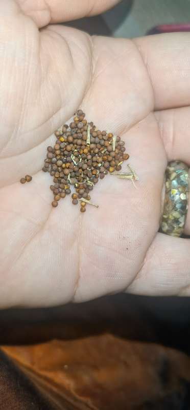 Sweet Rocket Eruca Sativa Organic (0.6ml Seeds)