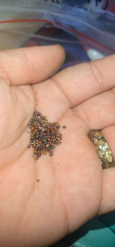 Michihili Cabbage Organic (0.6ml Seeds)