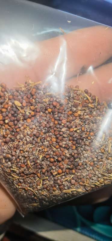 Michihili Cabbage Organic (0.6ml Seeds)