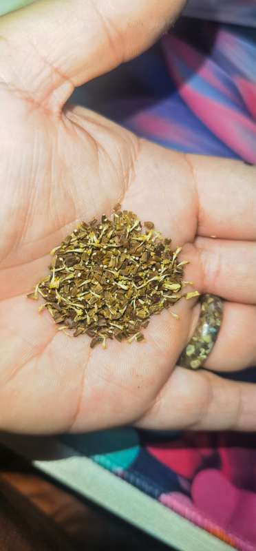 Crysanthemum Shangai Edible (2.5ml Seeds)