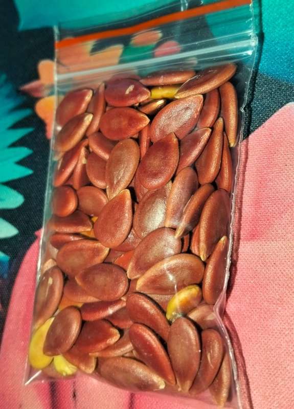 Watermelon Kalahari (15ml Seeds)