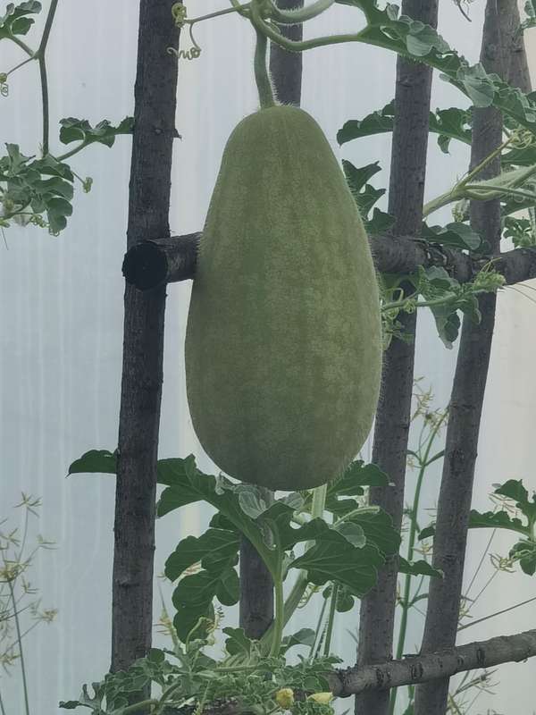 Watermelon Kalahari (15ml Seeds)