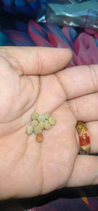 Lentil Brown (10 Seeds)