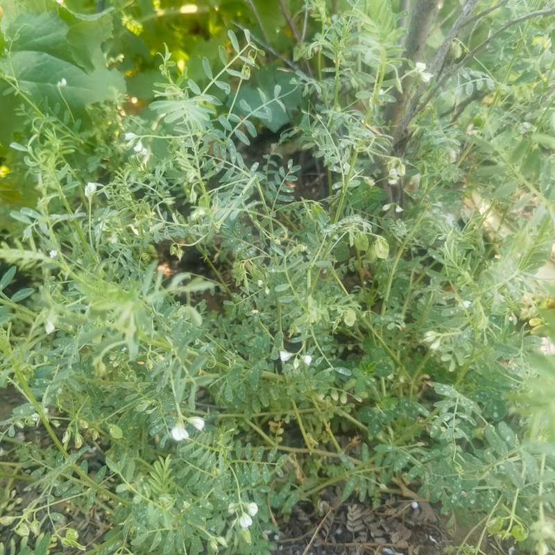 Lentil Brown (10 Seeds)
