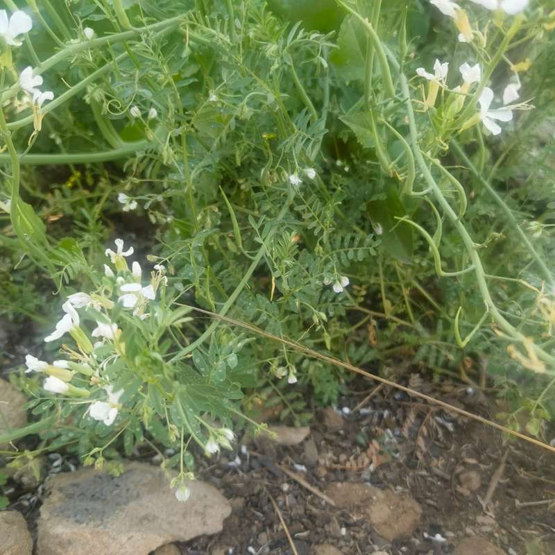 Lentil Brown (10 Seeds)