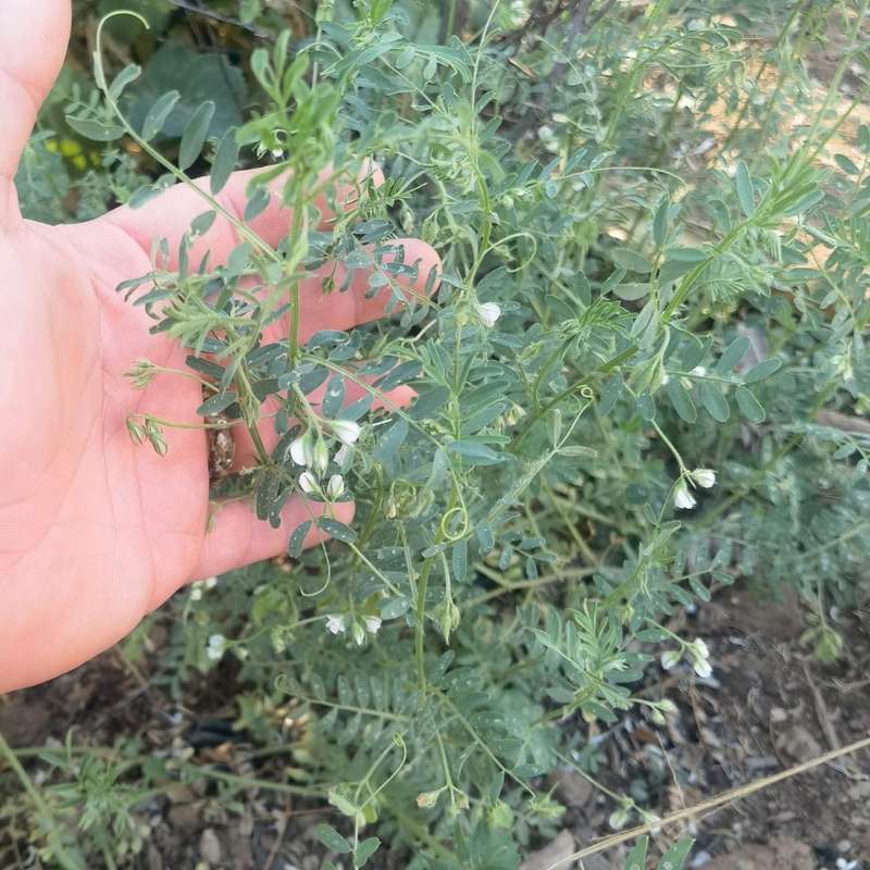 Lentil Brown (10 Seeds)