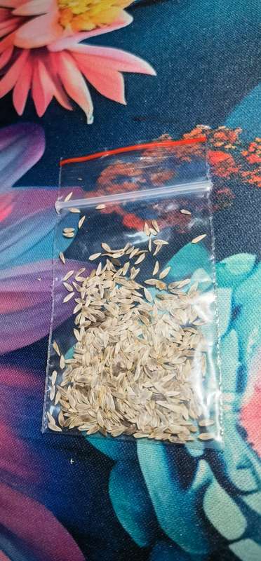 Lettuce Butterhead Attraction (0.6ml Seeds)