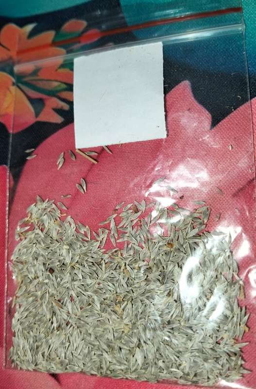 Lettuce Cos Paris (2.5ml Seeds)