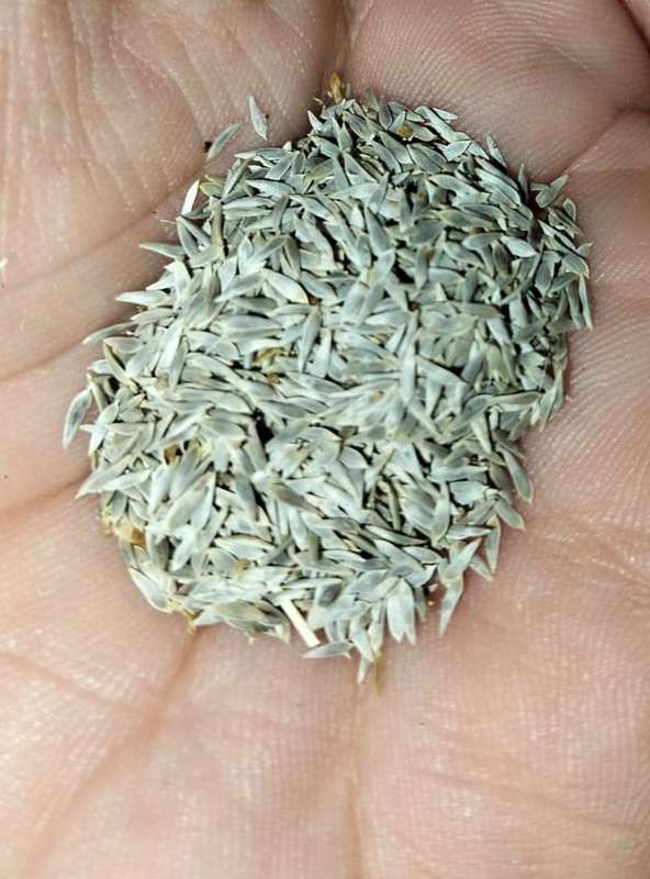 Lettuce Cos Paris (2.5ml Seeds)