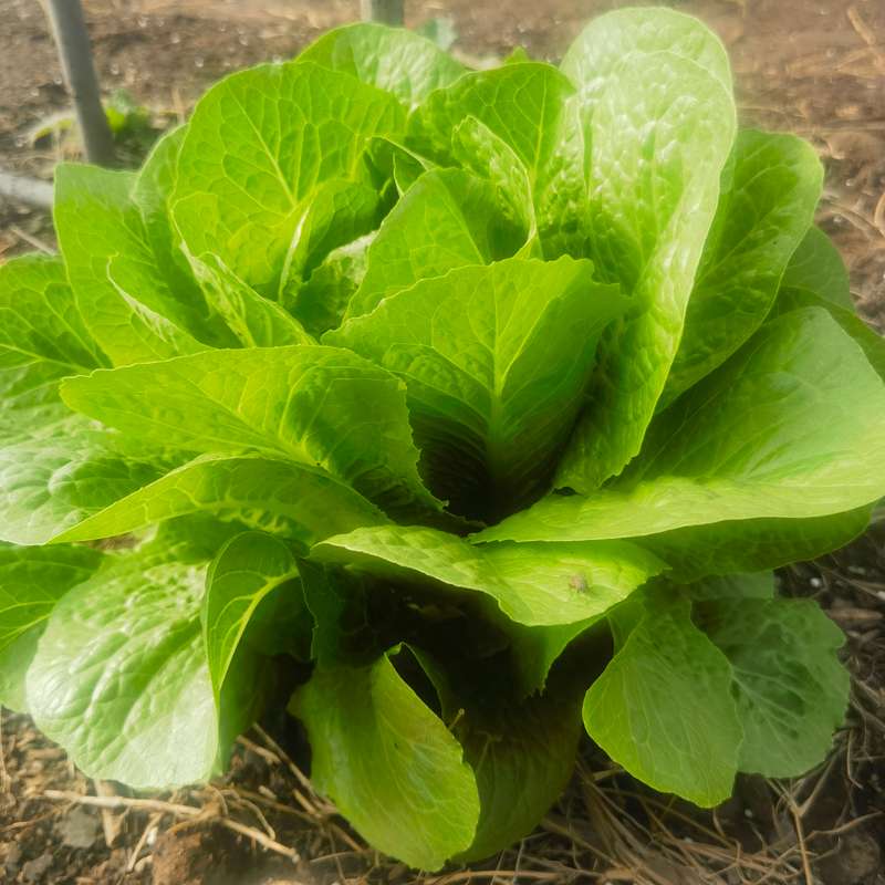 Lettuce Cos Paris (2.5ml Seeds)