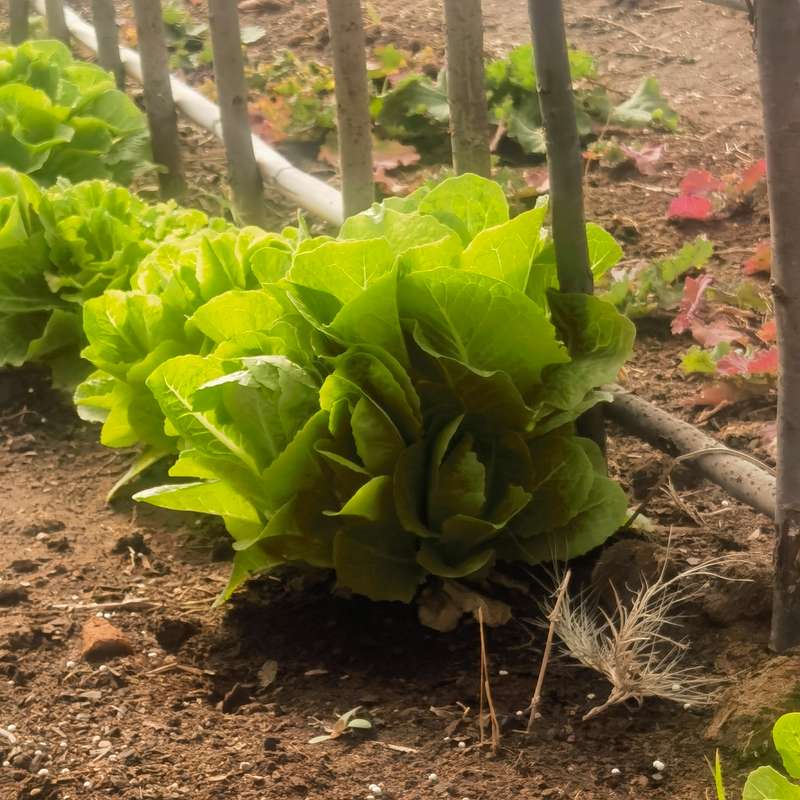 Lettuce Cos Paris (2.5ml Seeds)