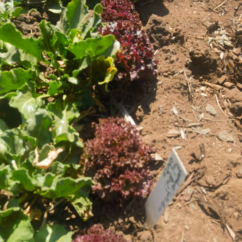 Lettuce Salad Bowl Red Organic - 50 Seeds