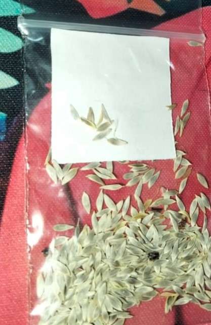 Lettuce Romaine Red (0.6ml Seeds)