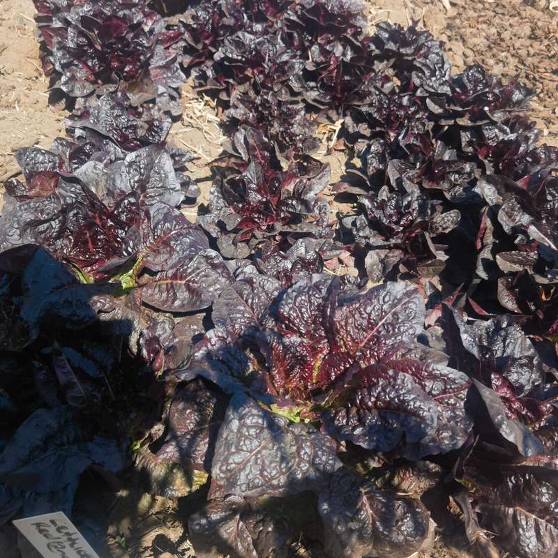 Lettuce Romaine Red (0.6ml Seeds)