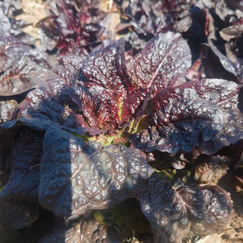 Lettuce Romaine Red (0.6ml Seeds)