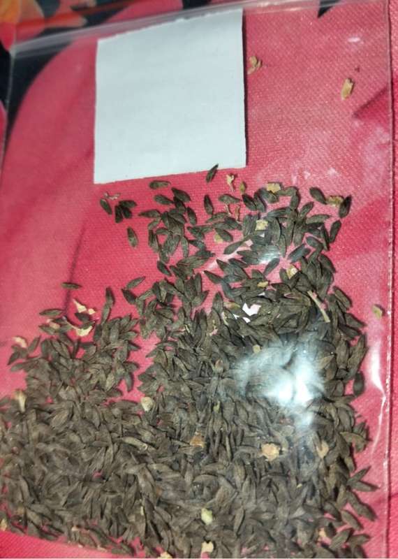 Lettuce Rossimo Red (2.5ml Seeds)