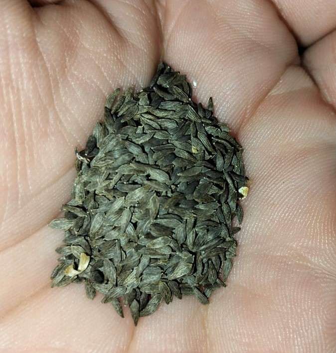 Lettuce Rossimo Red (2.5ml Seeds)