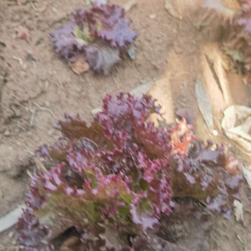 Lettuce Rossimo Red (2.5ml Seeds)