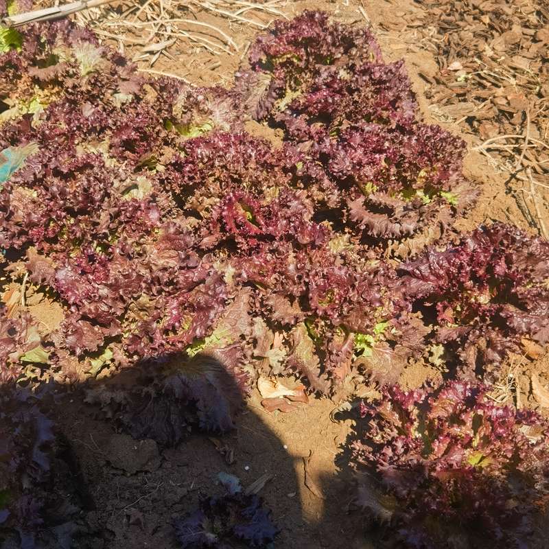 Lettuce Rossimo Red (2.5ml Seeds)