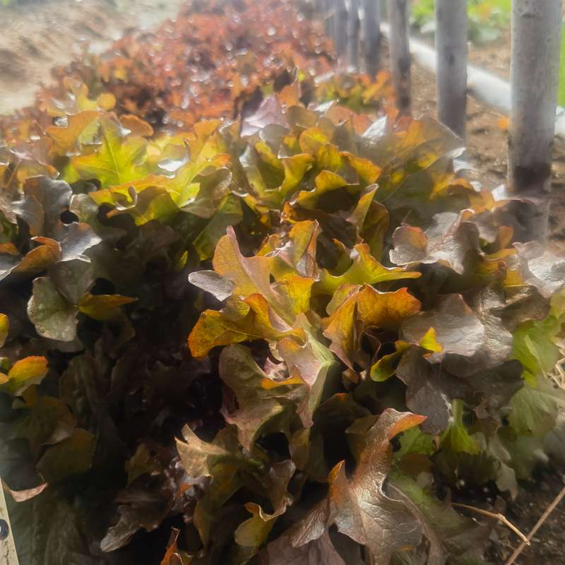 Lettuce Red Ruby (5ml Seeds)