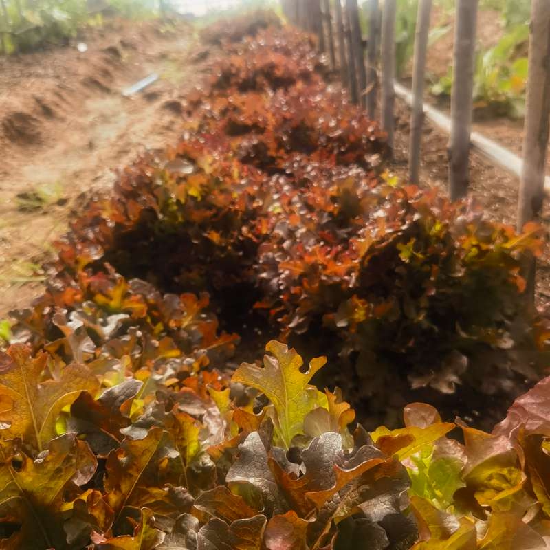 Lettuce Red Ruby (5ml Seeds)