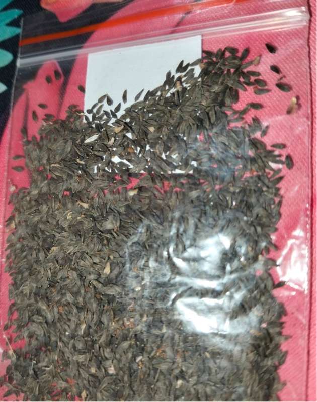 Lettuce Red Ruby (5ml Seeds)