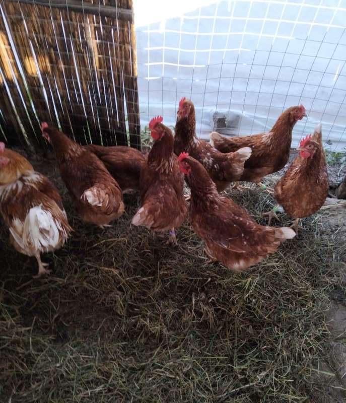 Fertile Lohmann Brown Chicken Eggs (30 Egg per Tray)