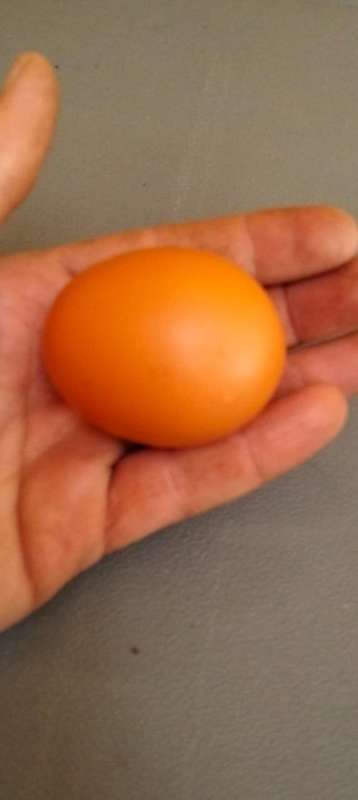 Fertile Lohmann Brown Chicken Eggs (30 Egg per Tray)