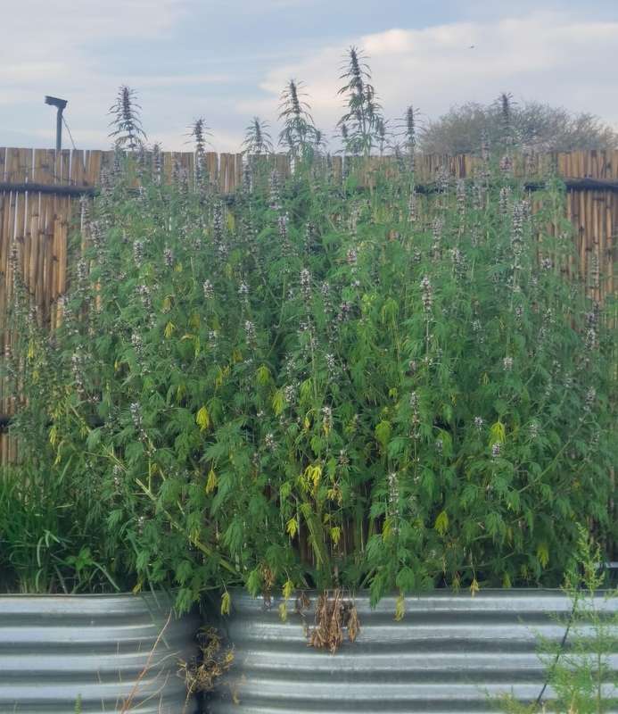 Motherwort Organic (30 Seeds)